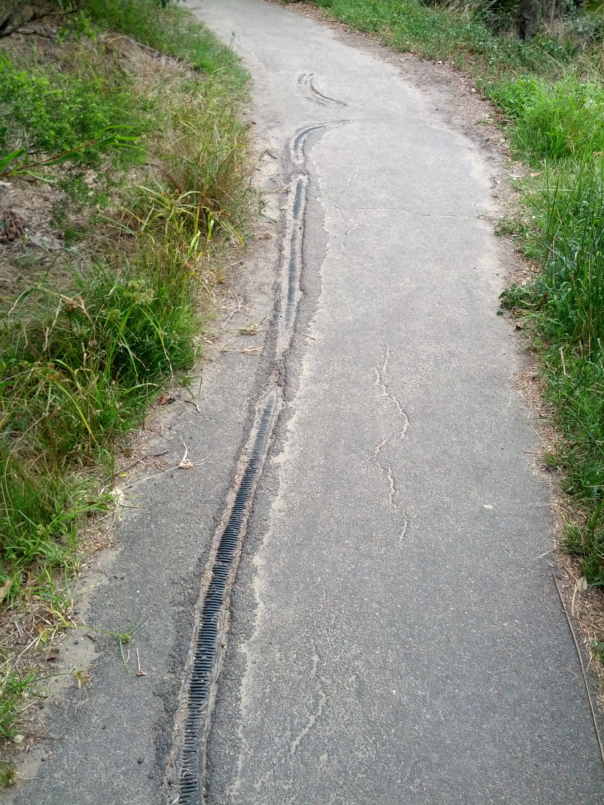 Amusingly odd to have man made items pushing their way through the path, rather than tree roots.