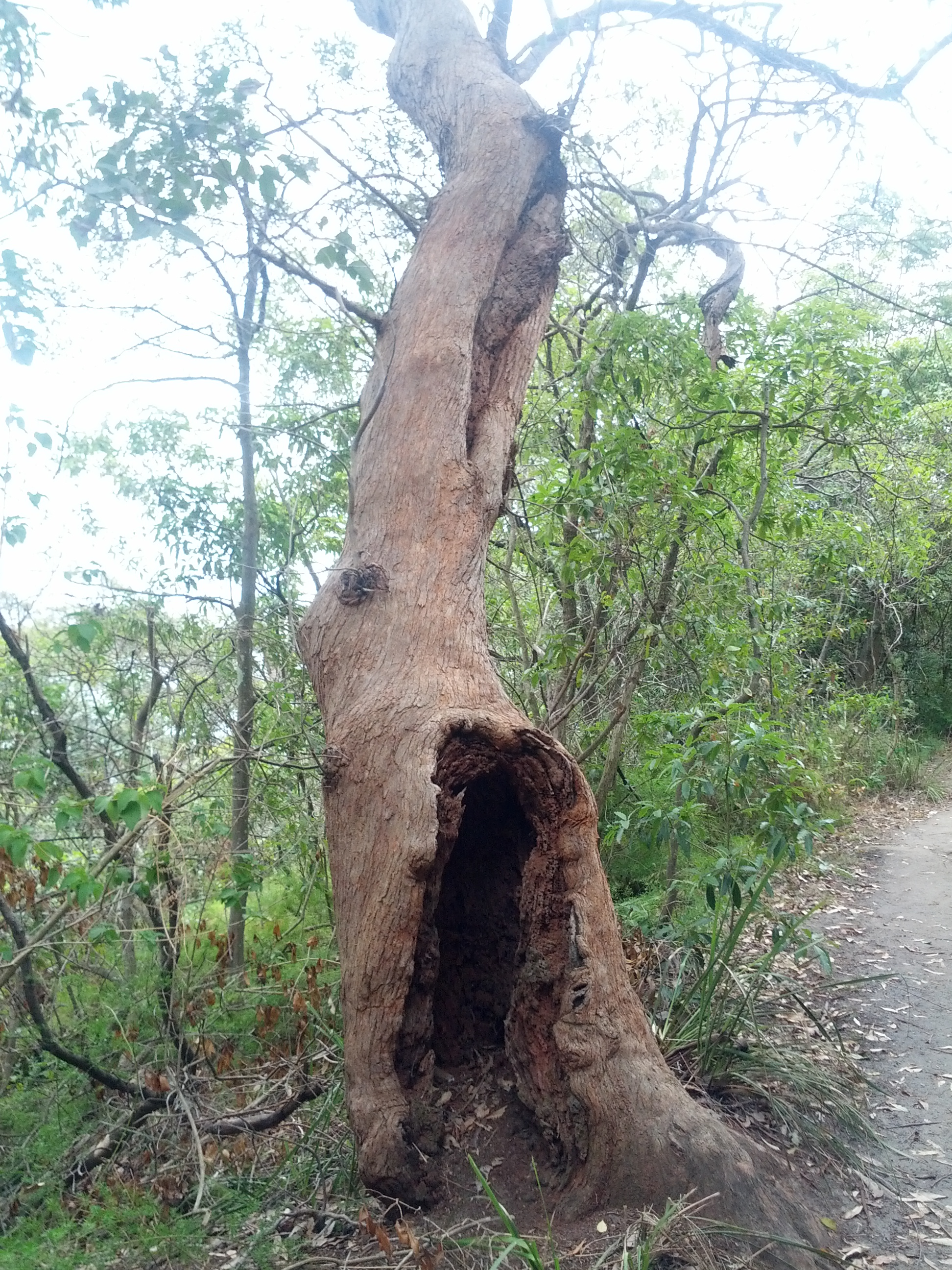 A number of trees along the route with this weird base hollowing.