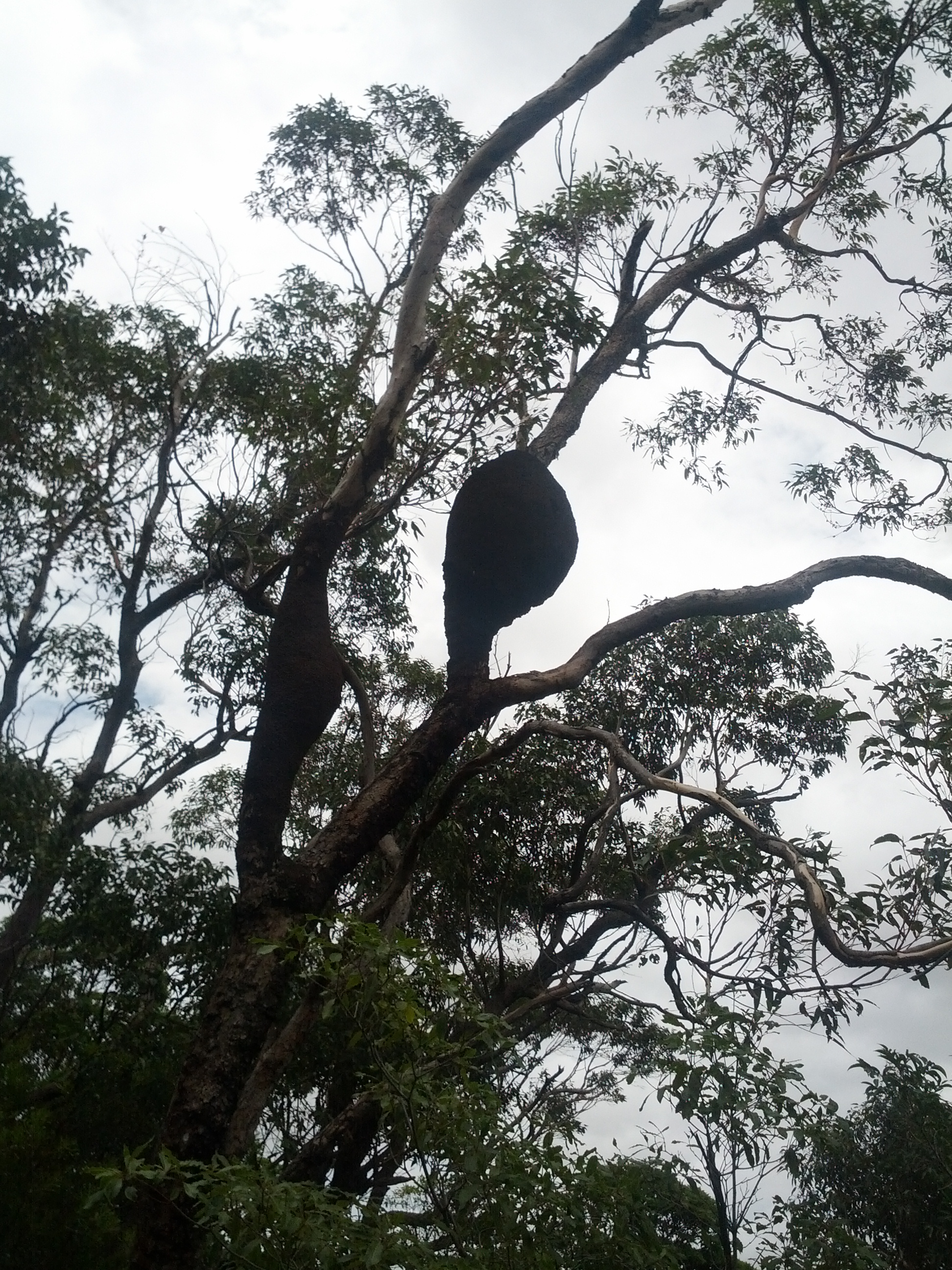 Also a number of trees with this weird growth on them - seems to be too many for them to be beehives