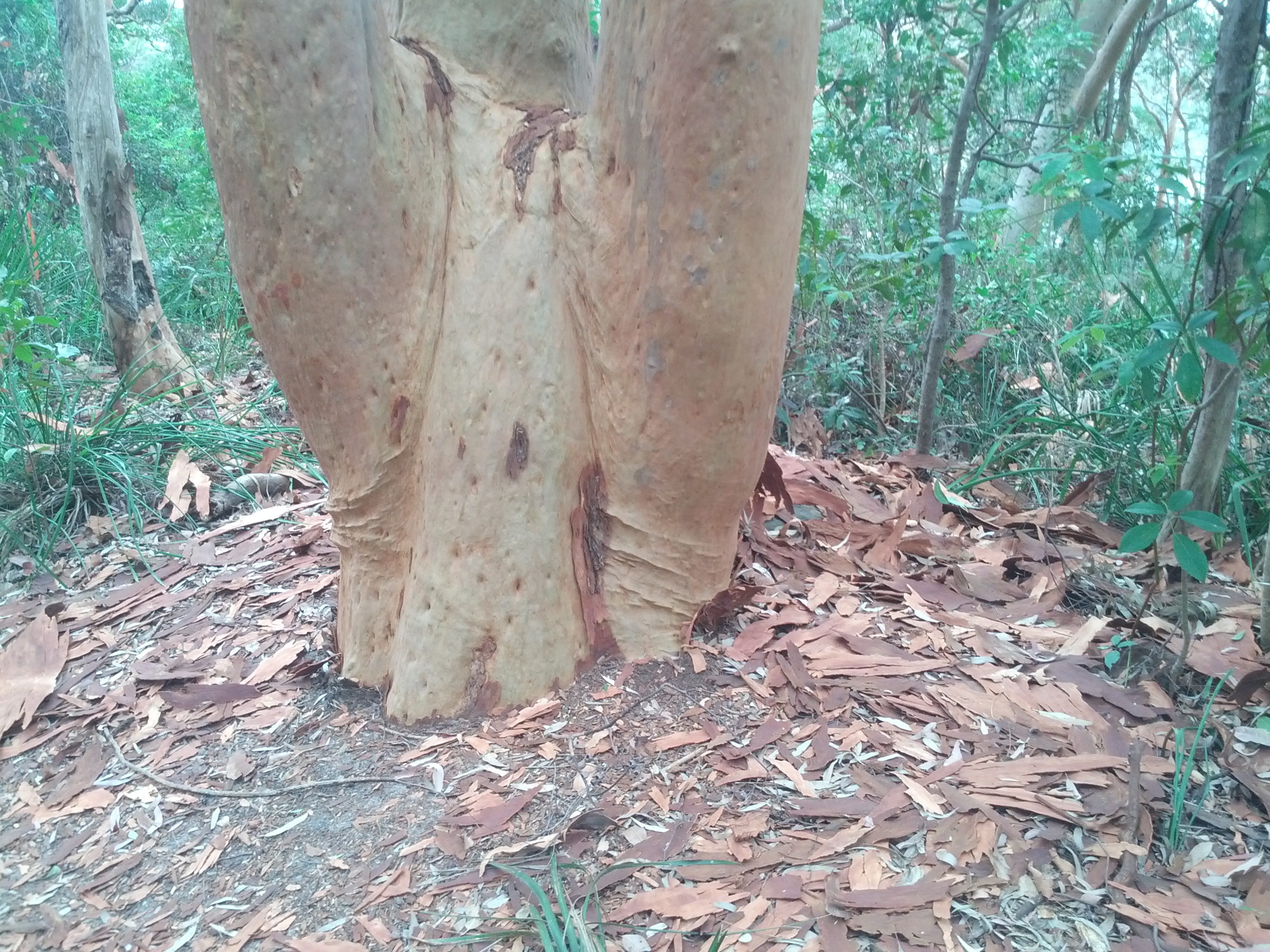 Weird bark stripped trees - came around many of these, the trees have all their bark stripped off and lying around them - unsure as to why.